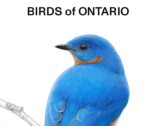 Birds of Ontario cover book