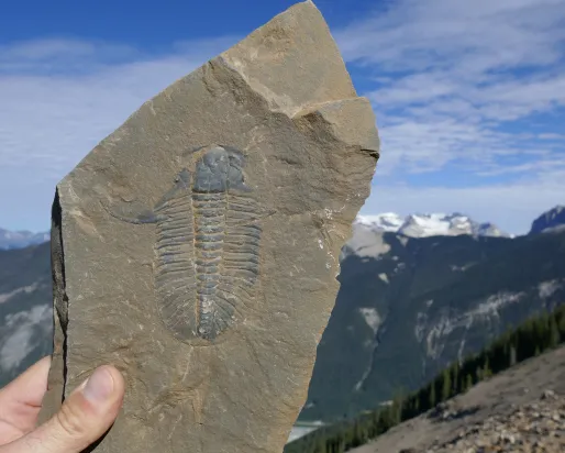 A rock being held in front of nature.