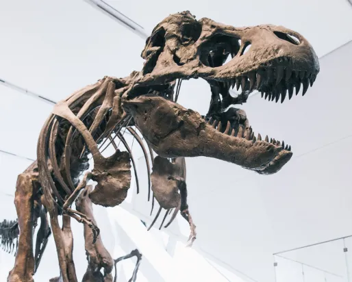 T-rex skeleton