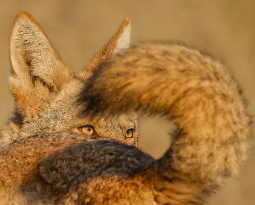 Close up, in morning light, of amber eyes of a male coyote framed within the black-tipped tail of a female.