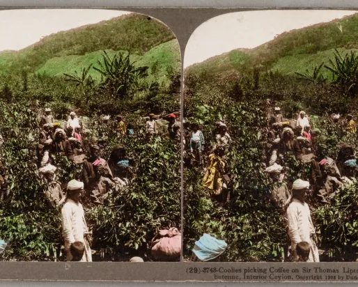 Coolies picking coffee on Sir Thomas Lipton's estate at Dambutenne, Interior Ceylon