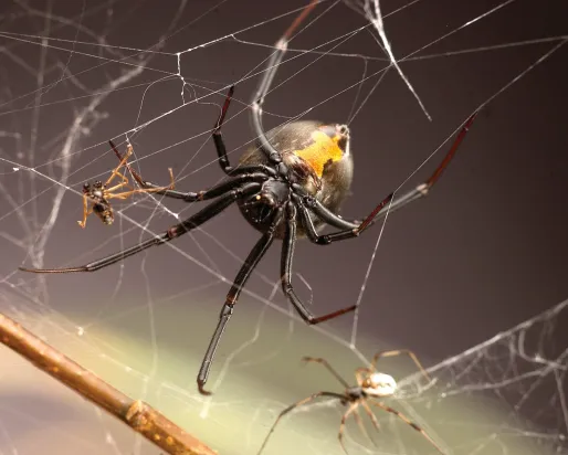 Redback female with two males (one dead following copulatory cannibalism, one courting) Photo credit: Ken Jones