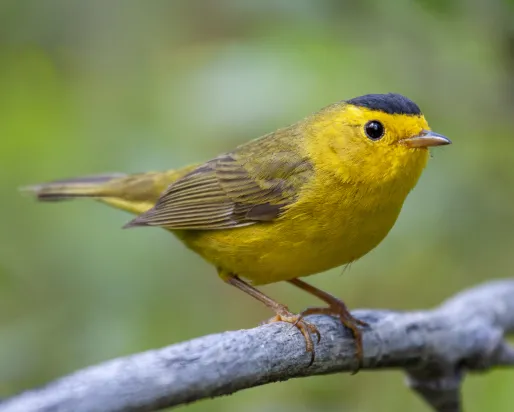 Photo of Wilson’s Warbler