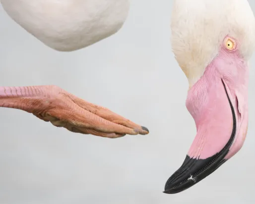 Detail of a claw and head of a flamingo on a light grey background.