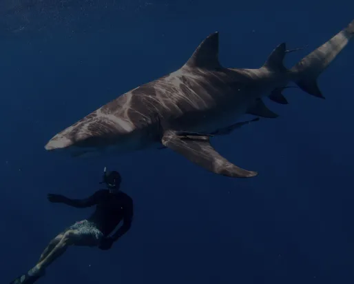 A shark swimming over a person scuba diving