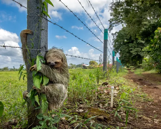 No Place Like Home by Emmanuel Tardy, France. Traffic slowed to a crawl as this sloth crossed the road, eventually reaching a fence post and gripping firmly.  © Emmanuel Tardy