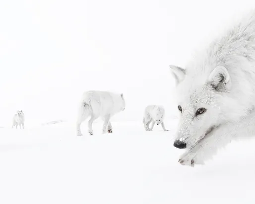 Several white Arctic wolves roam inside a pack within a snowy white background.