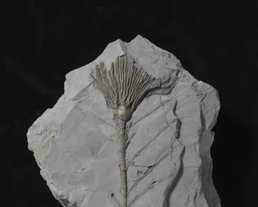 Arthroacantha carpenteri (crinoid) - ROMIP65982