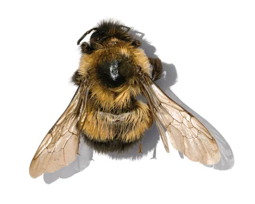 Bombus affinis (Rusty-patched Bumble Bee)