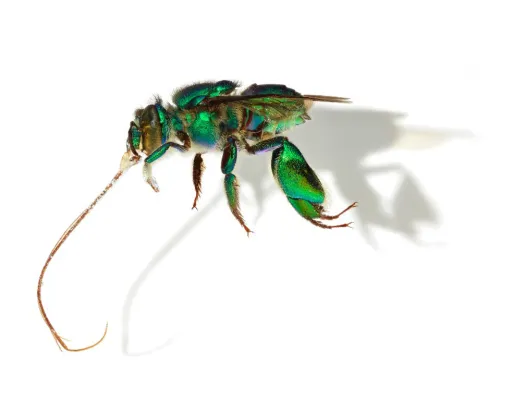 Euglossa imperialis (Imperial Orchid Bee)