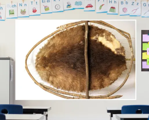 A screen in a colourful classroom displays an image of a stretched beaver pelt