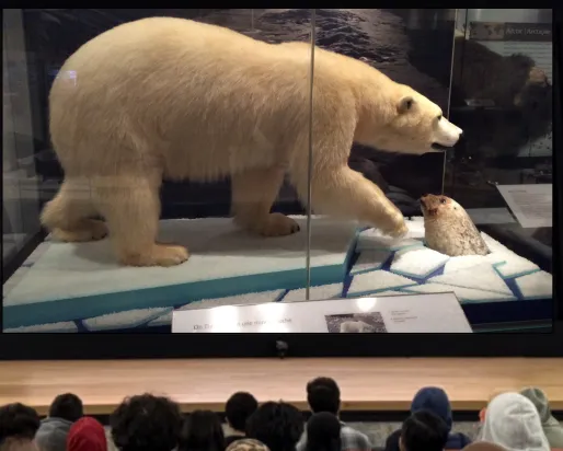 A smiling Indigenous woman stands on a stage in front of an audience, behind a podium labelled ROM. A screen next to her displays an image of a display case showing a polar bear standing on ice next to a hole, through which a seal pokes its head.