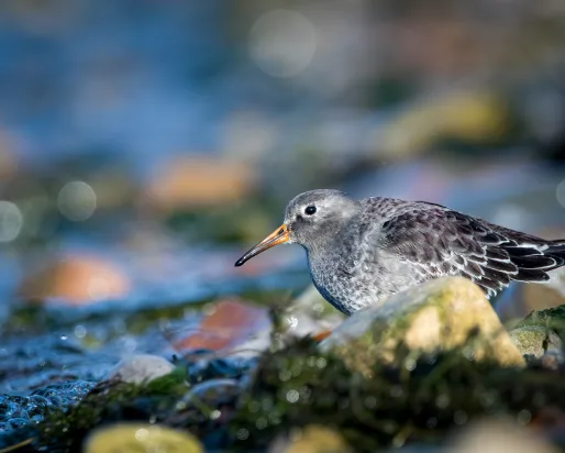 Purple Sandpiper.  Photo credit: Ankur Khurana