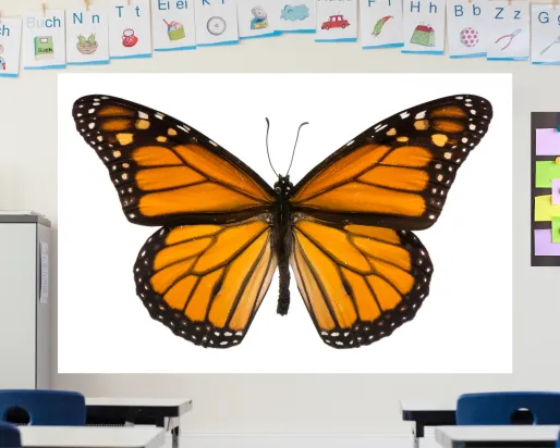 A colourful classroom displays an image of an orange and black butterfly on a screen at the front of the room.