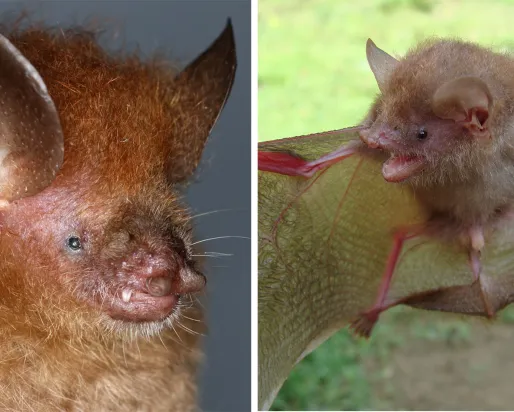 Two bat species: Murina alvarezi, Murina baletei