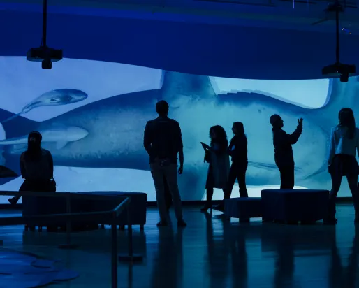 Patrons in a dimly lit room with sharks being displayed on a large screen in the background.