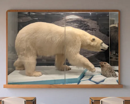 A screen in a classroom displays a taxidermy mounted polar bear on an ice floe hunts a taxidermy mounted ringed seal whose head pops out amid chunks of ice in a museum display.