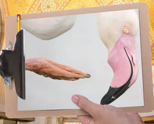A hand holds a clipboard in front of a gallery with a mosaic ceiling. The clipboard is holding a picture of a flamingo’s head against a white background.