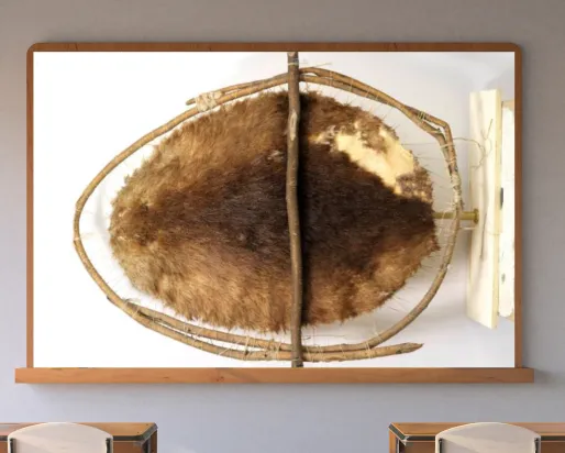 A screen in a classroom displays an image of a beaver pelt stretched on a wood frame.