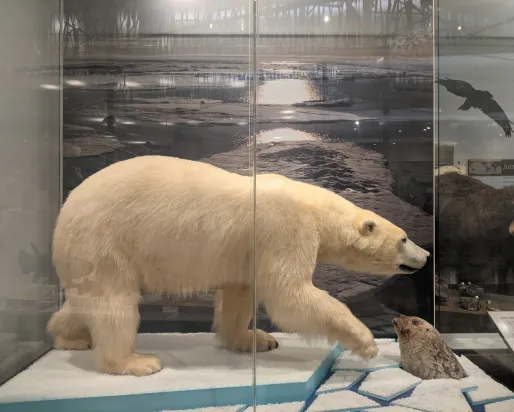 A taxidermy mounted polar bear on an ice floe hunts a taxidermy mounted ringed seal whose head pops out amid chunks of ice in a museum display