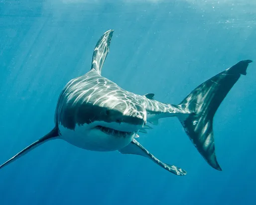 White shark, often called a ‘great’ white shark ( Carcharodon carcharias).