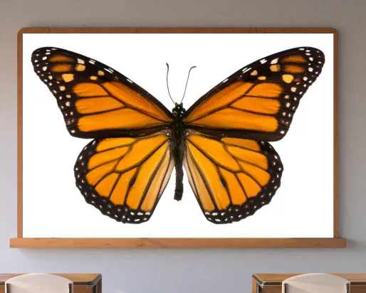 A screen in a classroom displays an orange-and-black butterfly.