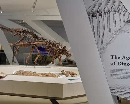 View of dinosaur gallery showing platform with two dinosaur skeletons fighting.