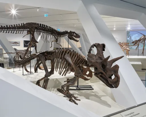 Wendiceratops exposé dans les galeries de dinosaures agrandies.