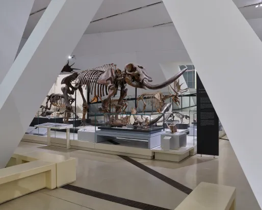 skeleton of a mammoth visible through building pillars