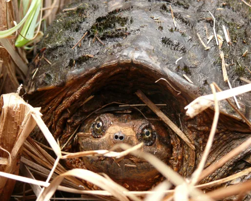Snapping Turtle