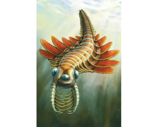 Mosura fentoni, an ancient marine predator that lived during a time of rapid evolutionary change known as the Cambrian Period. 