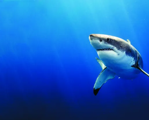 Great white shark swimming in a deep blue ocean.