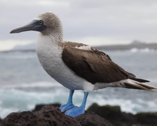 A male Great Frigatebird with an inflated bright red throat pouch used for attracting mates. The bird is surrounded by green foliage.