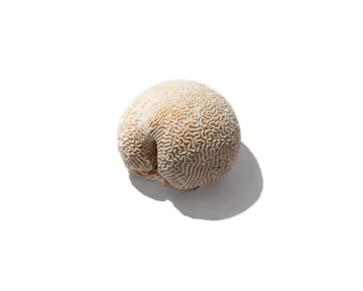 Brain coral specimen on a white background