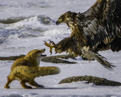 Red fox faces a swooping sea eagle with outstretched talons on a snowy shoreline.