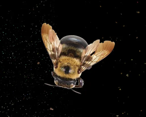 dorsal view of a bee surrounded by floating pollen on a black background.