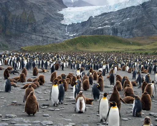 A large colony of penguins gathered on a snowy, icy terrain, with a backdrop of a majestic glacier.