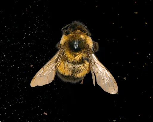 Dorsal view of a fuzzy yellow and black bumble bee on a black background surrounded by floating pollen.