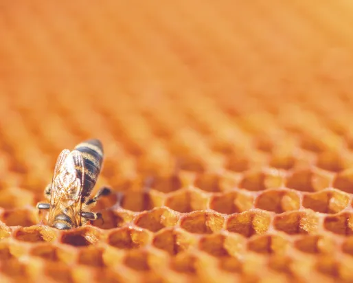 Gros plan d'une abeille unique sur un nid d'abeilles doré, avec des cellules de cire hexagonales remplissant le cadre et une lumière chaude et douce mettant en valeur la texture.
