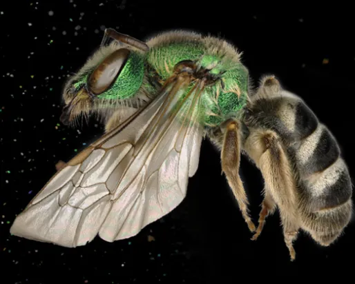 Brightly coloured bee
