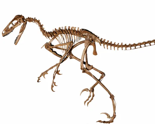 image of a dromaeosauridae skeleton