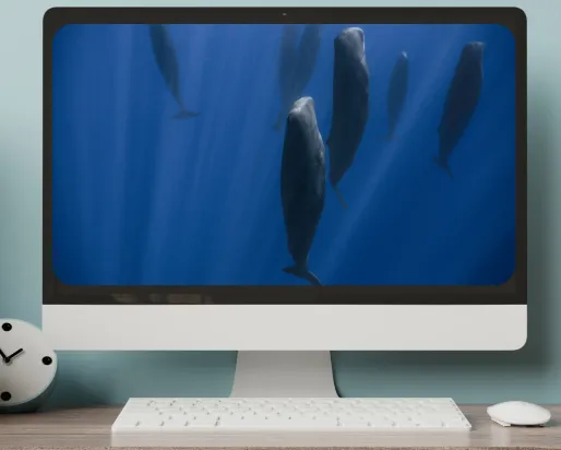 L'écran d'un ordinateur de bureau affiche des baleines nageant à la verticale dans l'eau