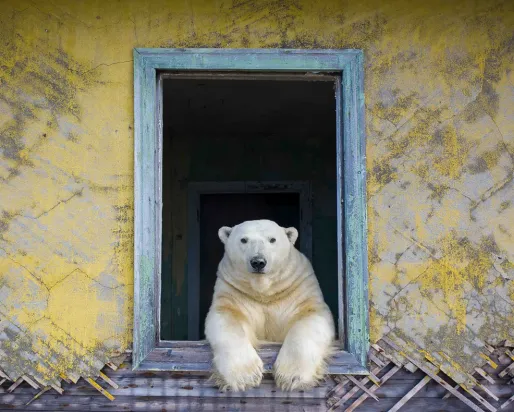 Polar bear resting its front paws on the windowsill of a weathered, abandoned building with peeling yellow walls.