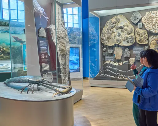 a student examines a case and model of ancient sea life