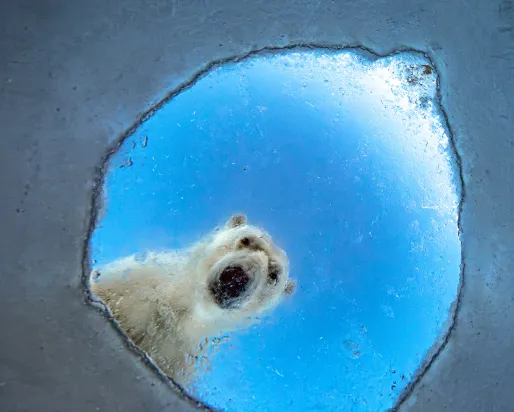 Underwater view looking up at a polar bear peering down through a hole in the ice.