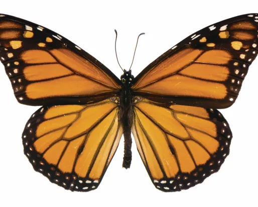 Papillon monarque aux ailes orange et noires bordées de taches blanches, représenté les ailes entièrement déployées sur un fond uni.