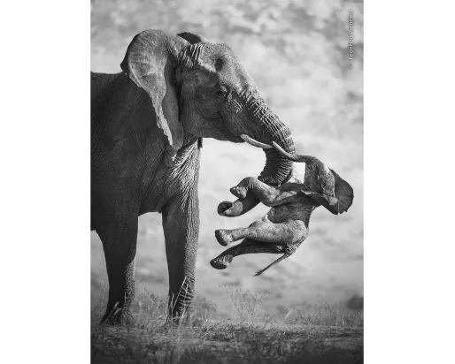 mourning elephant with calf