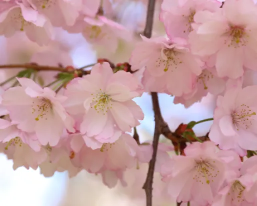 Cherry Blossoms. Photo Courtesy Deb Metsger
