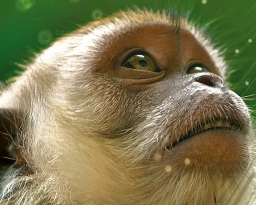 Singe sur la couverture du livre
