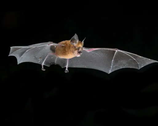 A flying horseshoe bat.